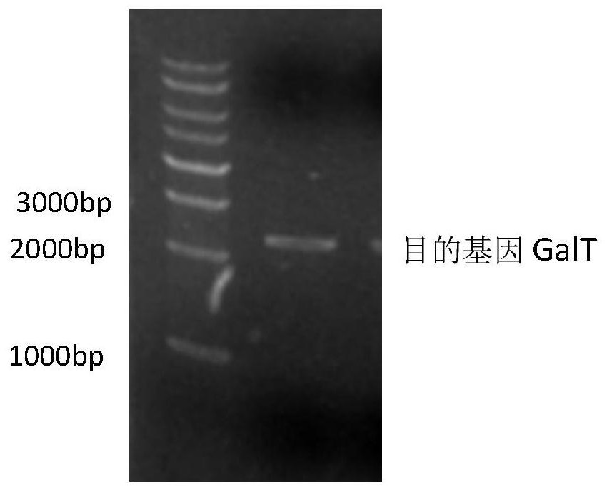 A method for expressing and preparing udp-glucose-hexose-1-phosphate uridine acyltransferase