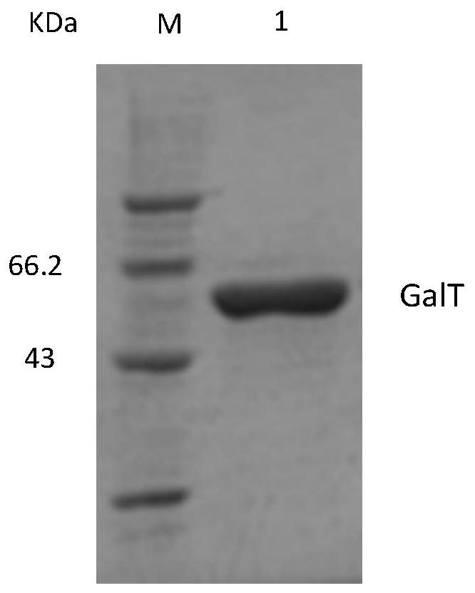 A method for expressing and preparing udp-glucose-hexose-1-phosphate uridine acyltransferase