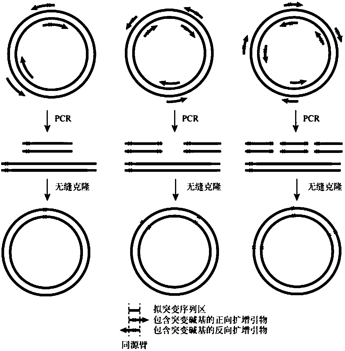 Gene site-directed mutation method based on seamless cloning, and applications thereof