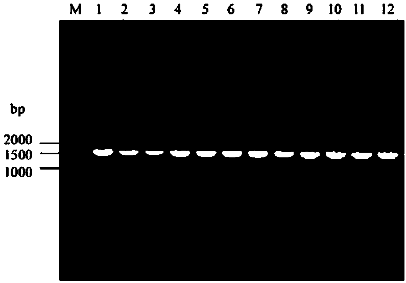 Gene site-directed mutation method based on seamless cloning, and applications thereof