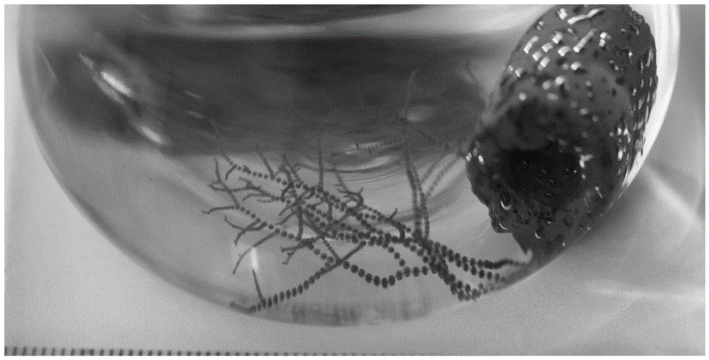 Culture medium used for batrachospermaceae and application of culture medium