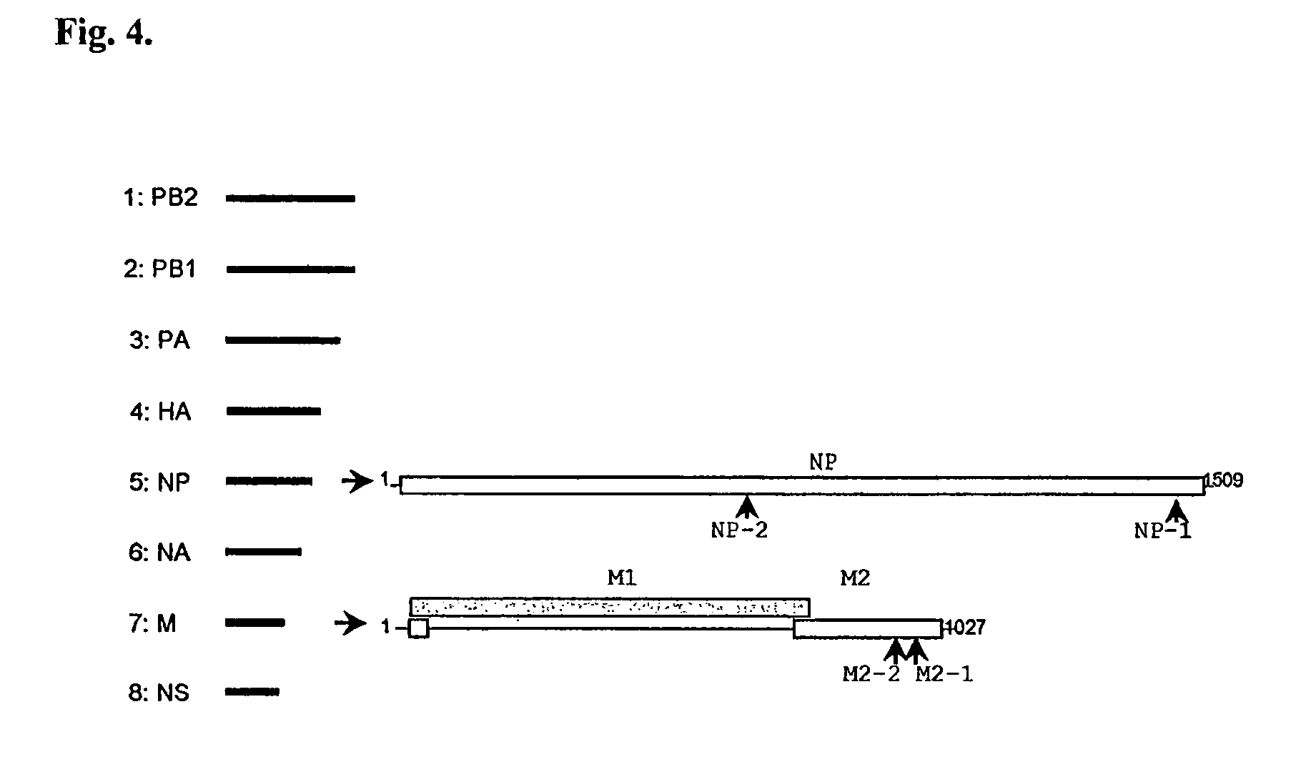 Compositions for treating respiratory viral infections and their use