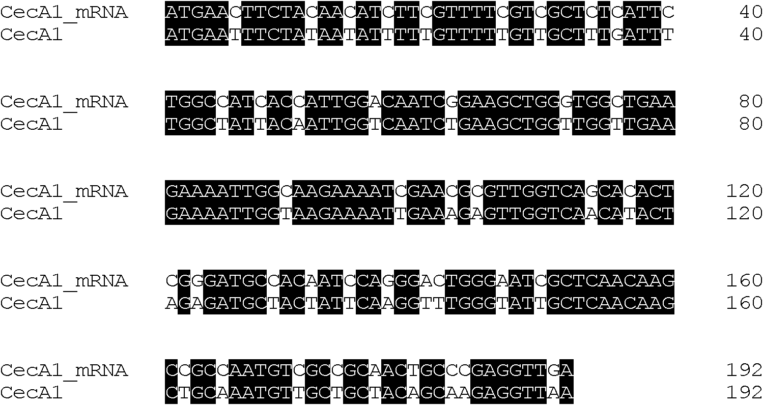 Preparation method of antibacterial peptide cecropin feed additive