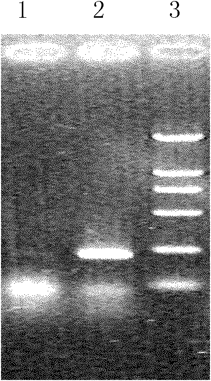 Preparation method of antibacterial peptide cecropin feed additive