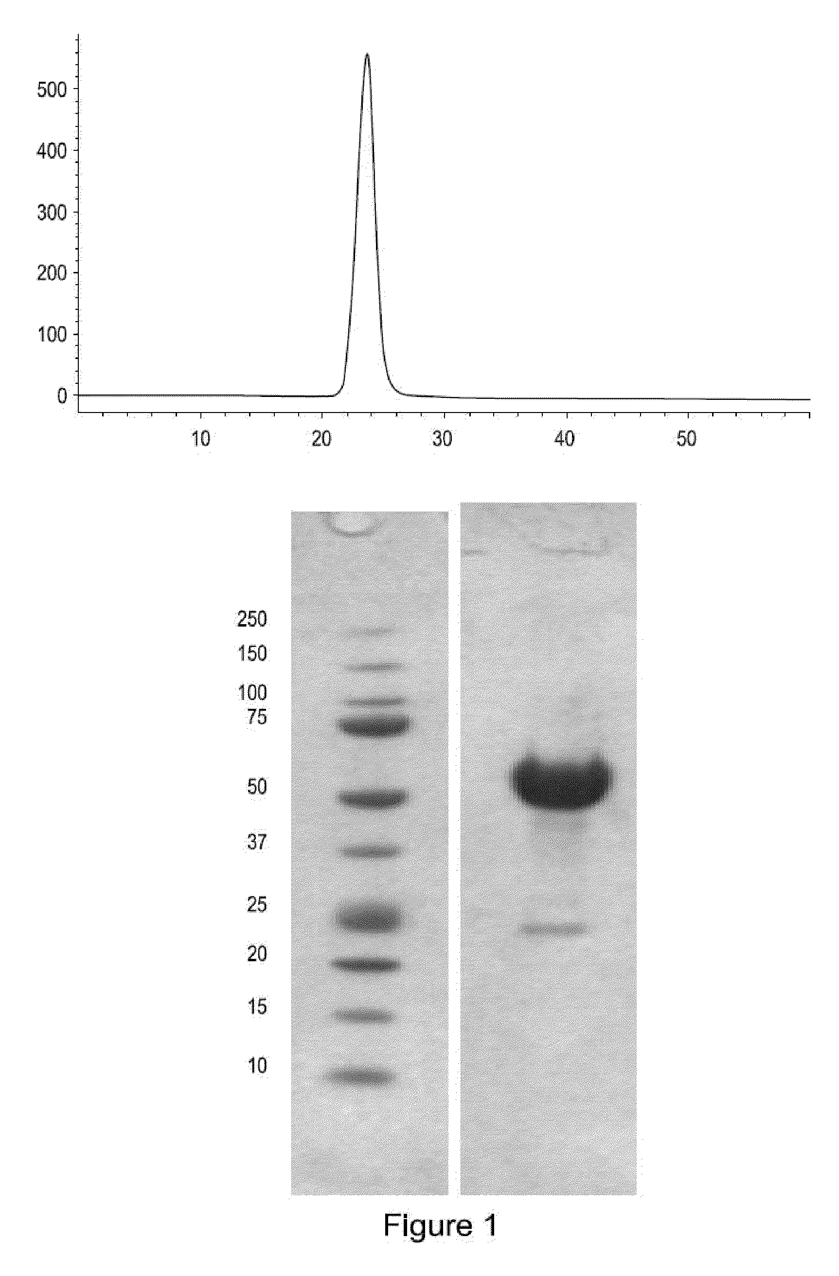 Methods for dosing an activin-actriia antagonist and monitoring of treated patients