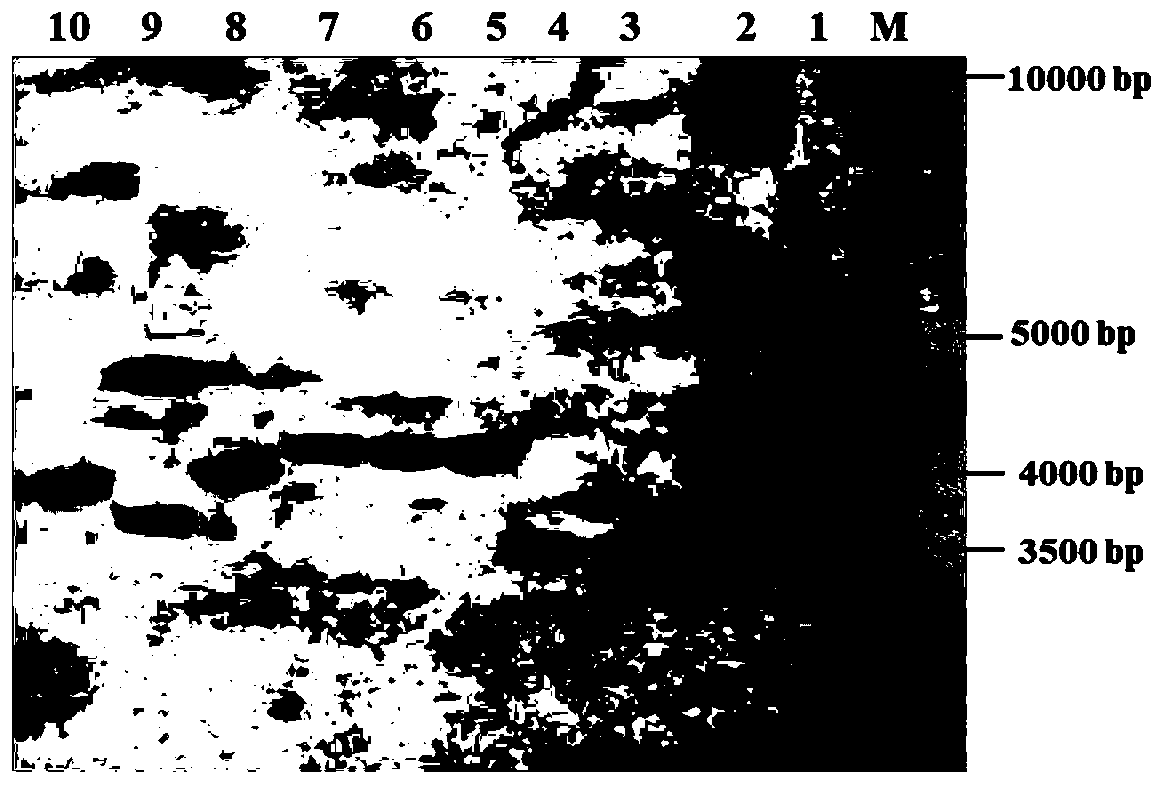 Protein capable of enhancing plant drought resistance and coding gene and application thereof