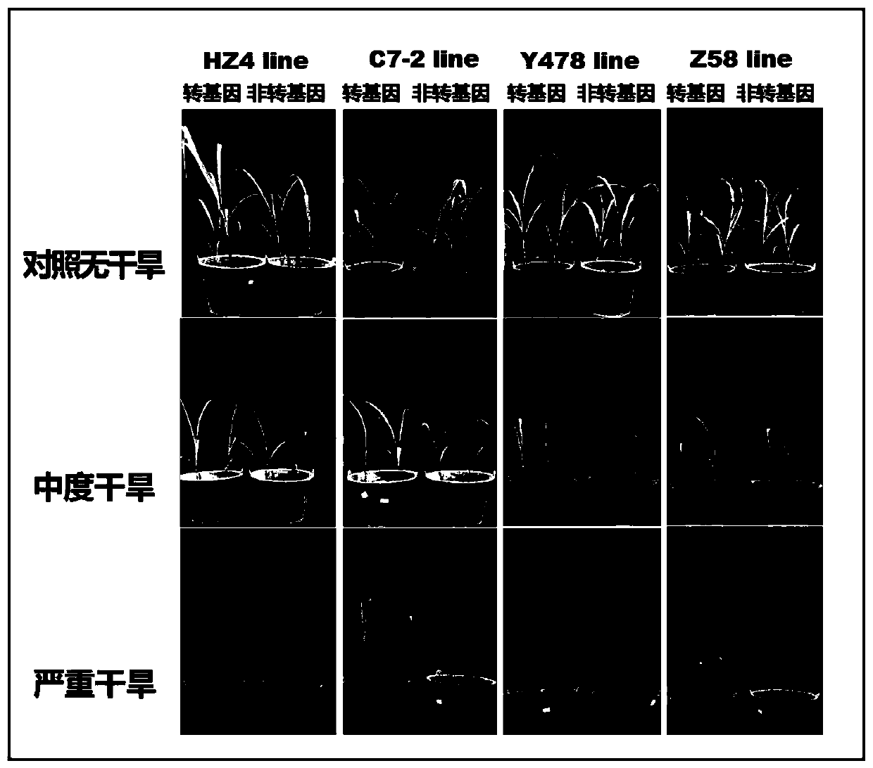 Protein capable of enhancing plant drought resistance and coding gene and application thereof