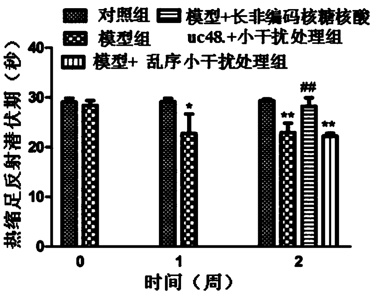 Application of long non-coding RNA uc.48+ small interfering RNA in the preparation of drugs for diabetic neuropathic pain