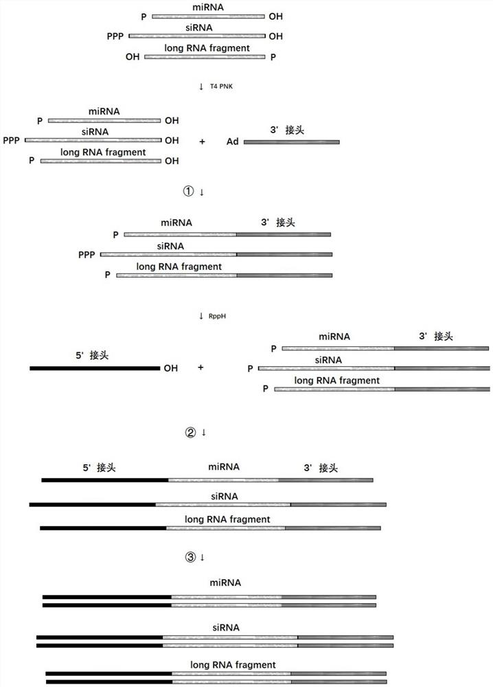 Construction method for short RNA fragment library, kit and application