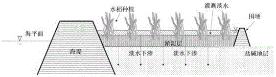 Method for quickly desalinizing mud flat saline and alkaline land by laying sludge on surface layer