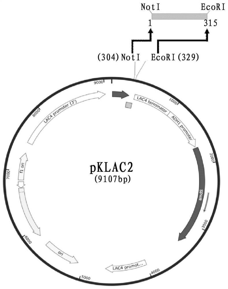 A method for preparing nanobodies against carcinoembryonic antigen