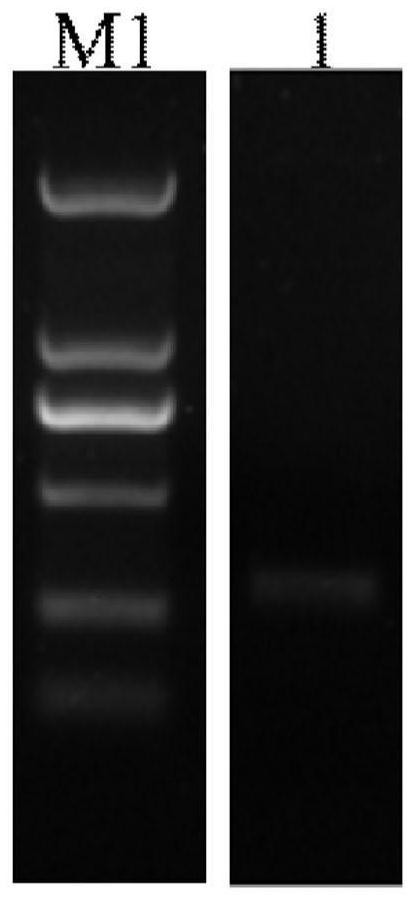 A method for preparing nanobodies against carcinoembryonic antigen