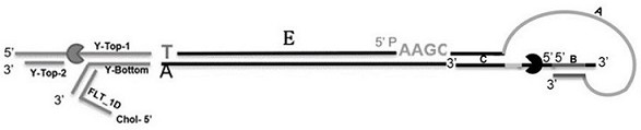 Hairpin-like adapter, construct and method for characterizing double-stranded target polynucleotide