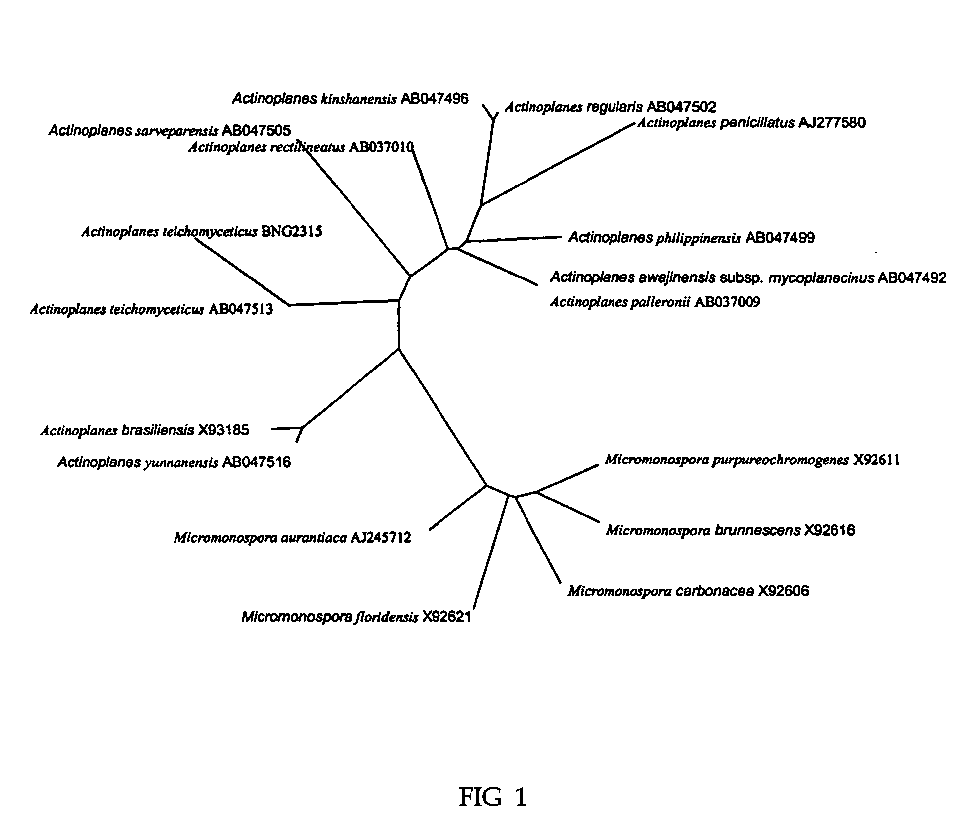 Process for the production of teicoplanin