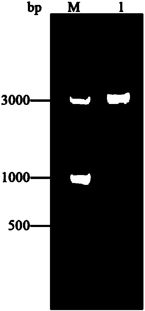 Bacillus subtilis not producing cellulase as well as construction method and application thereof