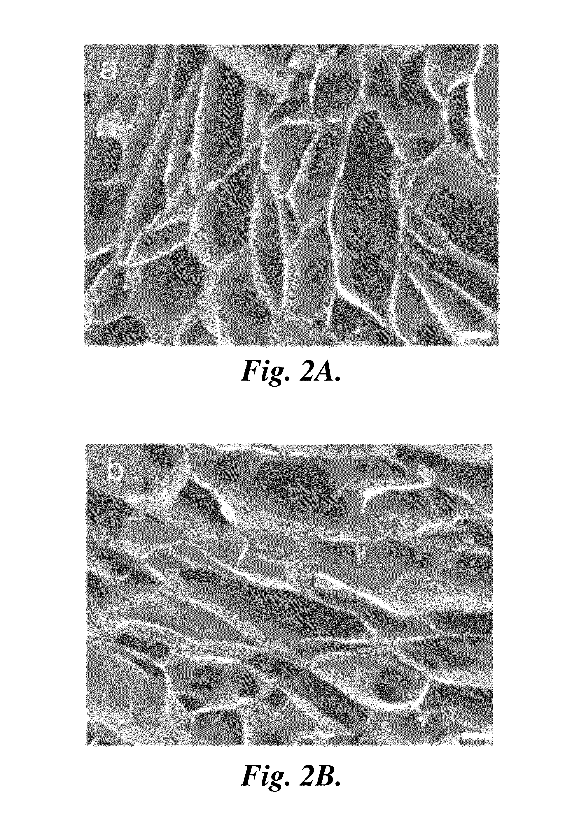 Porous chitosan scaffolds and related methods