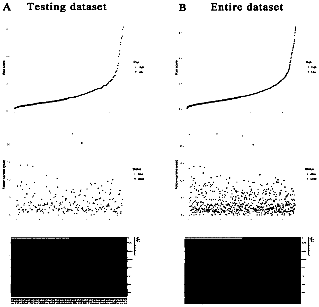 Method for establishing and verifying breast cancer prognosis evaluation model based on seven special genes