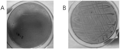 Screening method and application of high efficiency endoxylanase producing strain