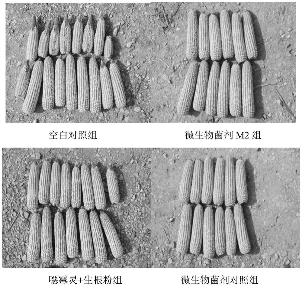 A microbial agent m2 for preventing and treating corn stalk rot and its preparation method