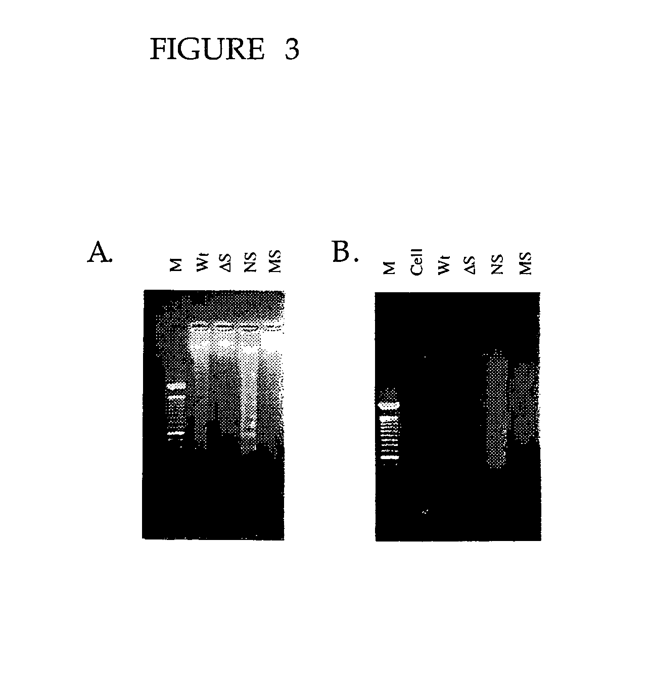 HIV vaccine