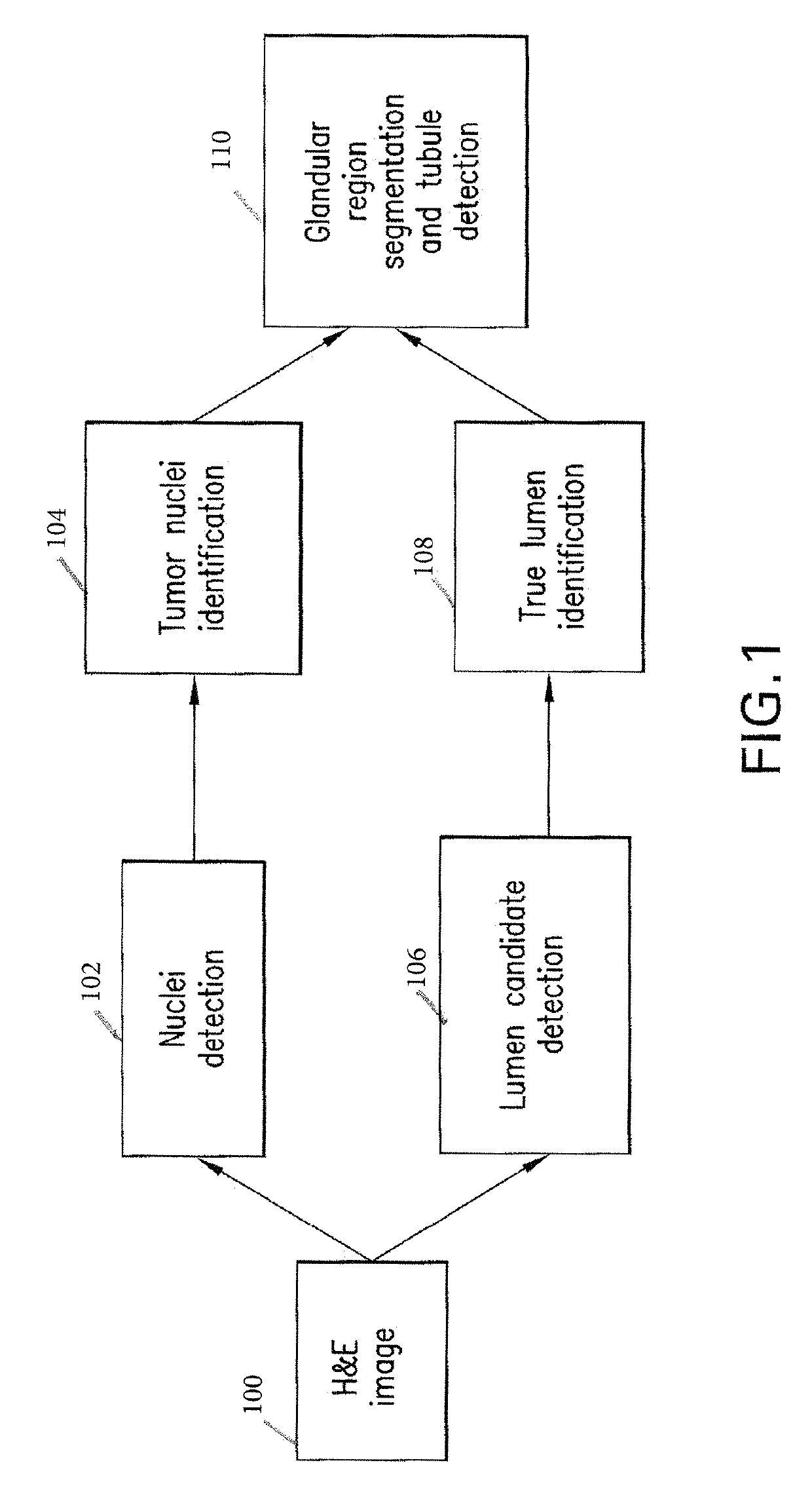 Automatic glandular and tubule detection in histological grading of breast cancer