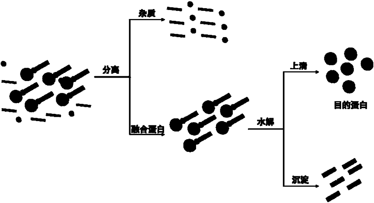 α-Hydroxy Acid-Based Protein Purification Methods