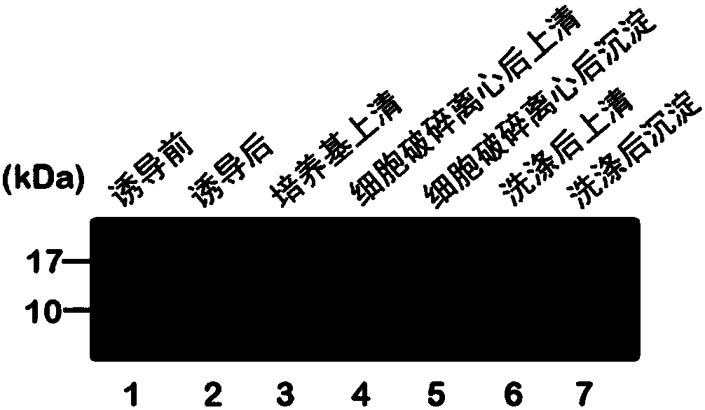 α-Hydroxy Acid-Based Protein Purification Methods