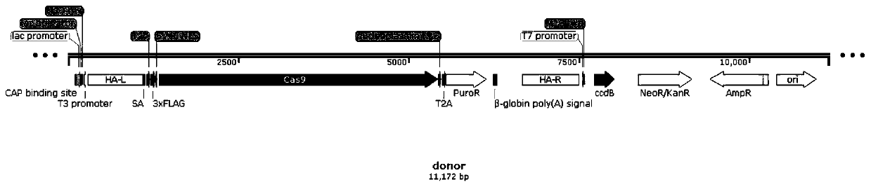 Human osteosarcoma U-2OS tool cell strain capable of stably expressing Cas9 protein as well as preparation method and application thereof