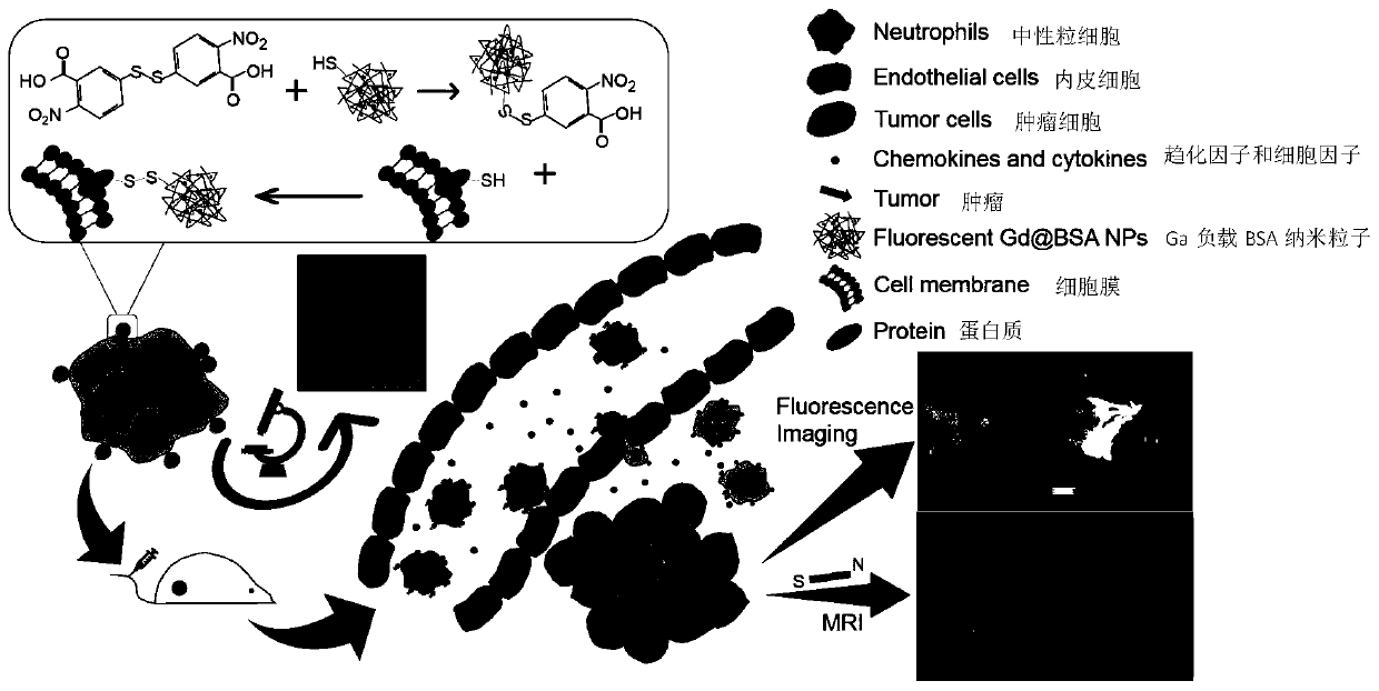 Construction method of living cell probe based on neutrophilic granulocyte