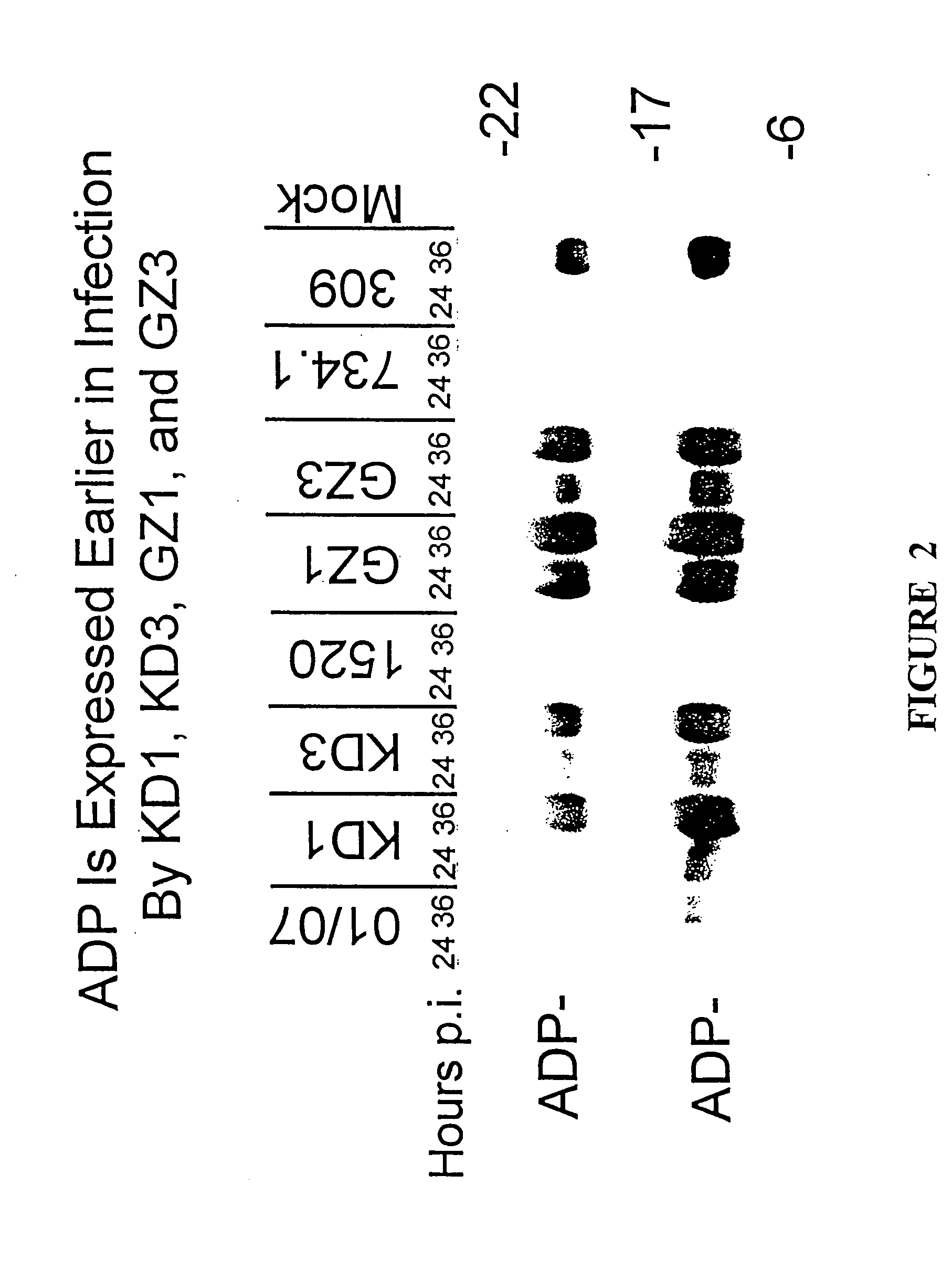 Replication-competent anti-cancer vectors