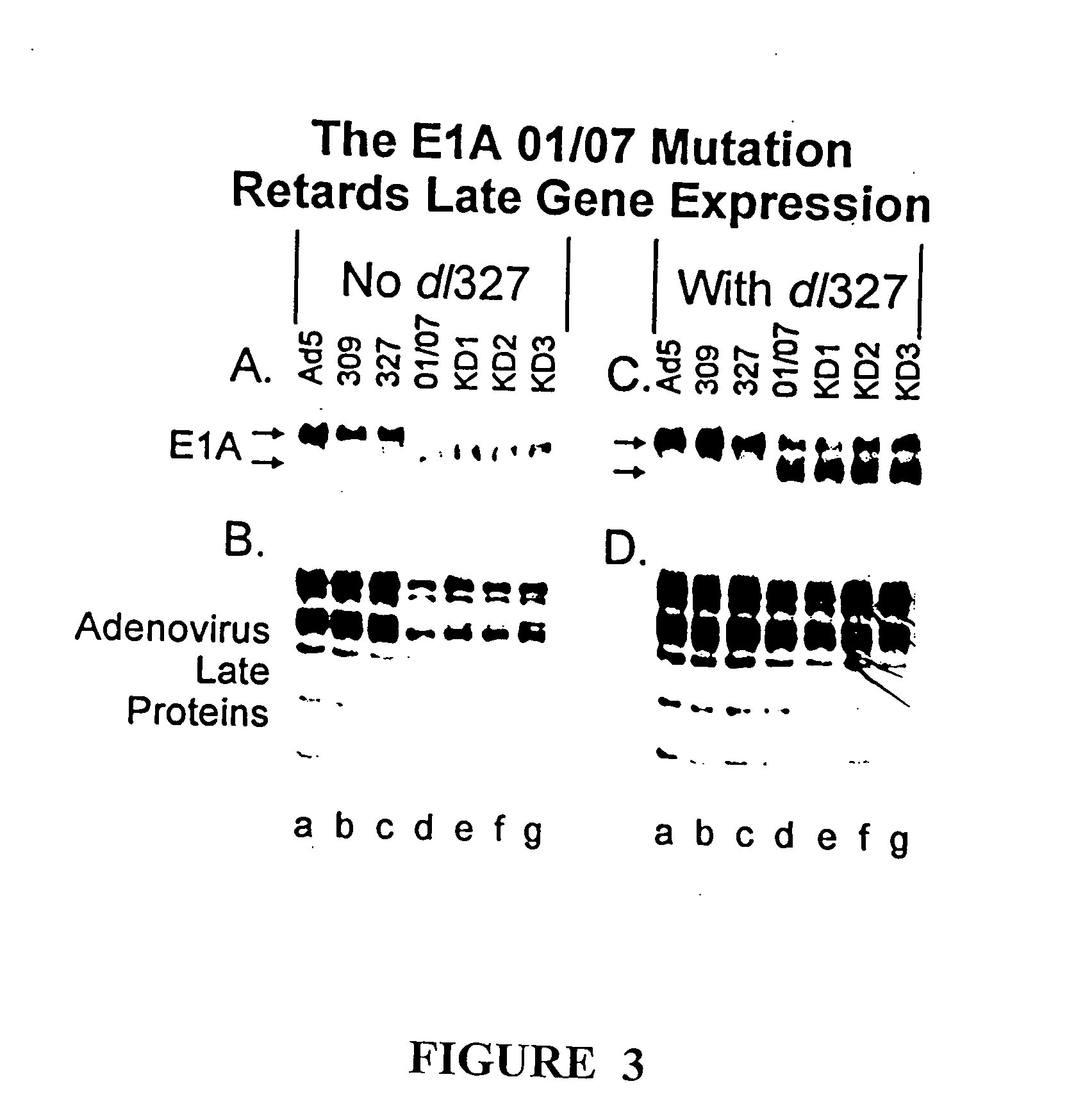 Replication-competent anti-cancer vectors