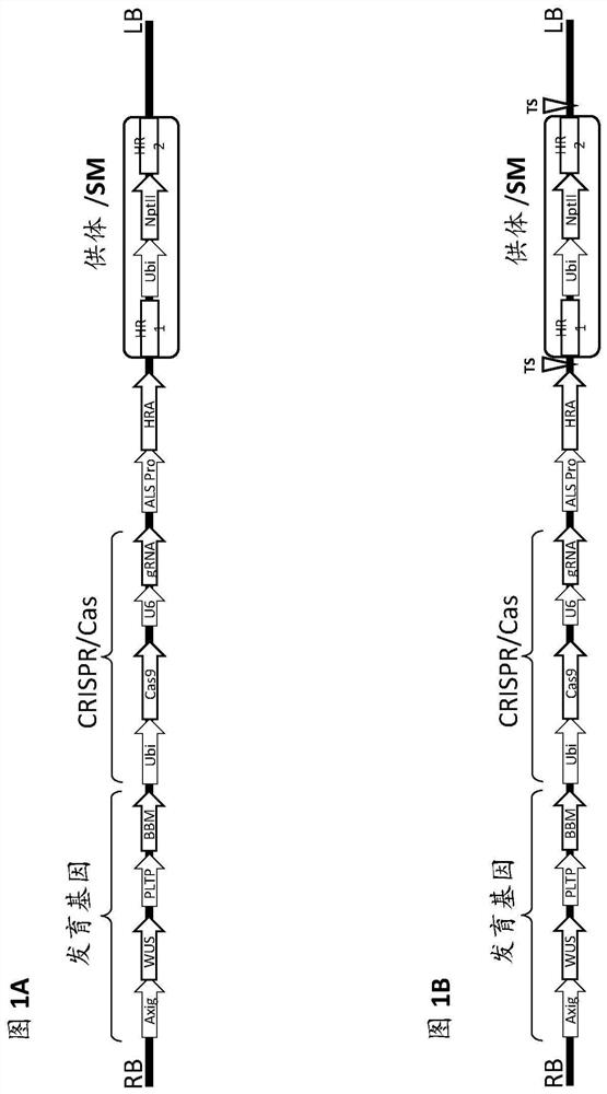 Methods and compositions for homology directed repair of double strand breaks in plant cell genomes