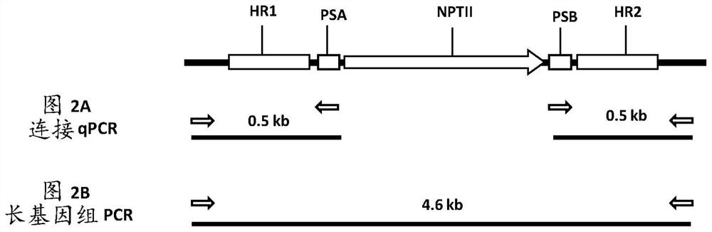 Methods and compositions for homology directed repair of double strand breaks in plant cell genomes