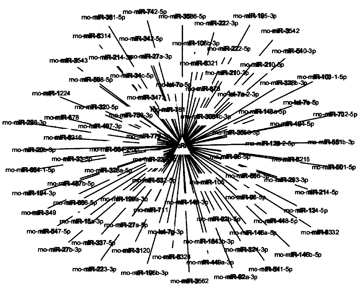 Novel circRNA and application thereof