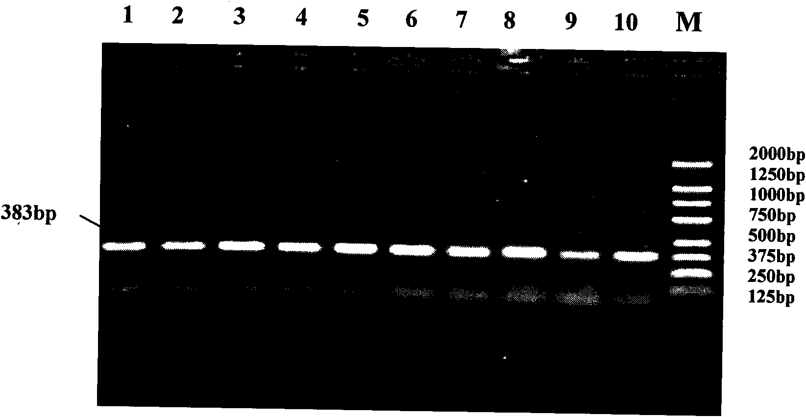 Method for detecting cattle Six6 gene single nucleotide polymorphism