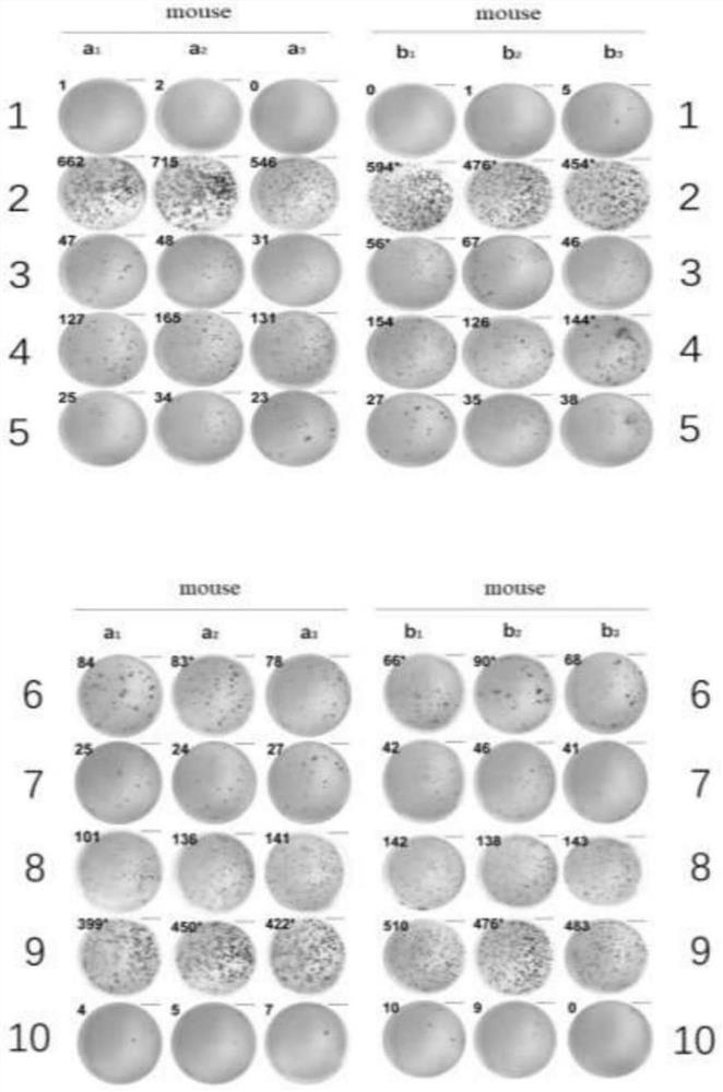 Universal polypeptide vaccine and application thereof in preparation of medicine for treating/preventing pancreatic cancer