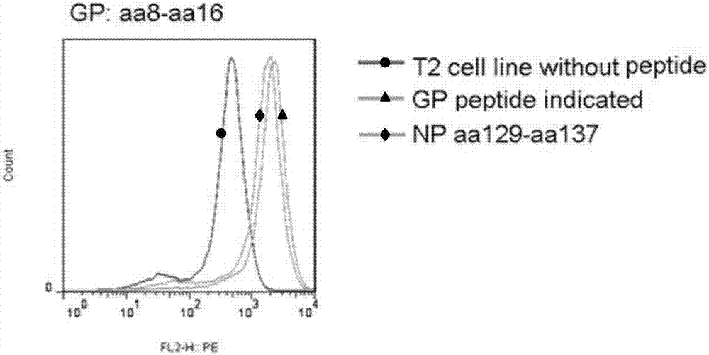 HTNV epitope linear consecutive polypeptide and epitope peptide-compound tetramer and application