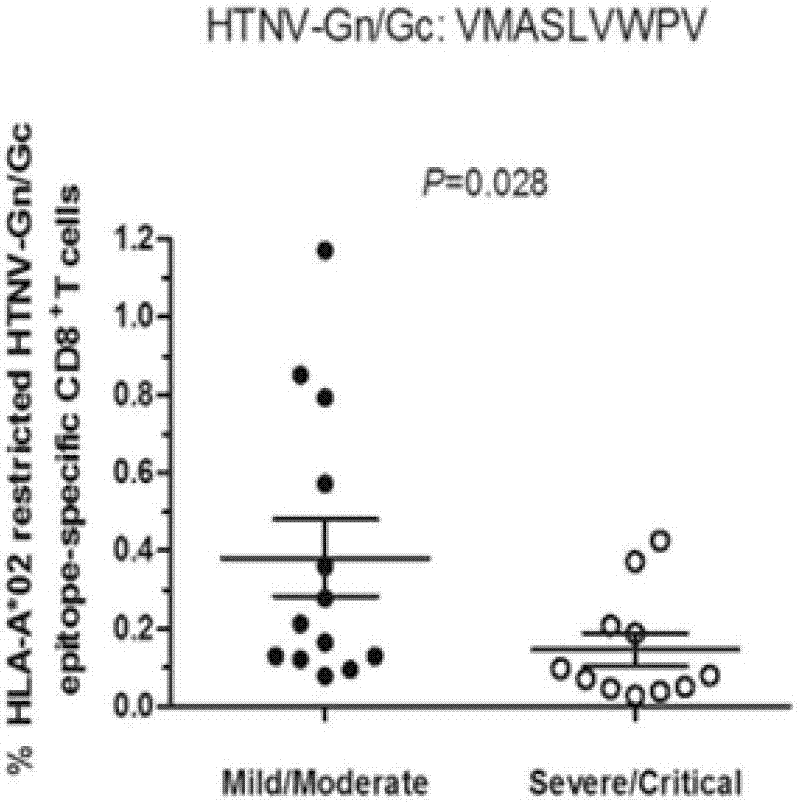 HTNV epitope linear consecutive polypeptide and epitope peptide-compound tetramer and application