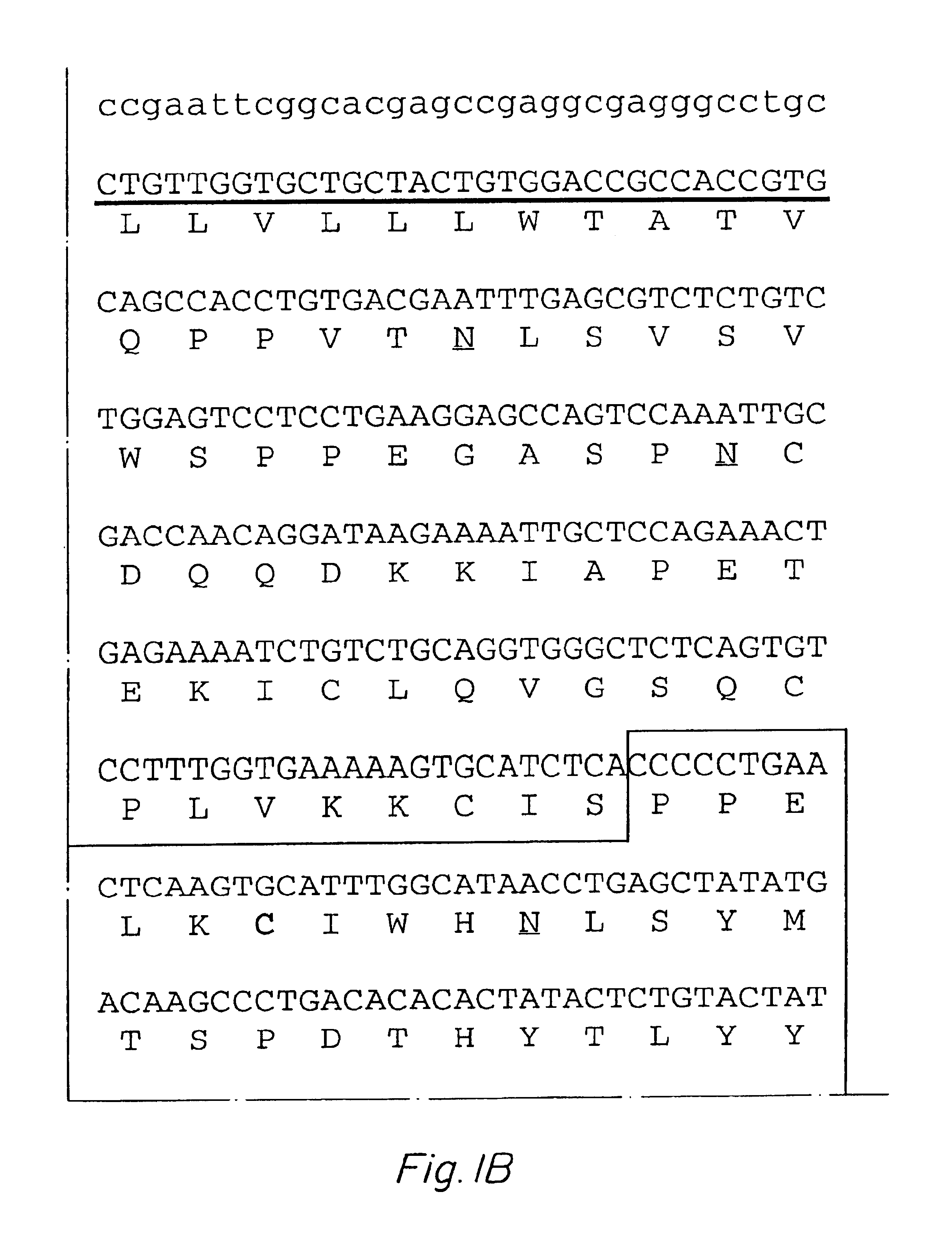 Haemopoietin receptor and genetic sequences encoding same