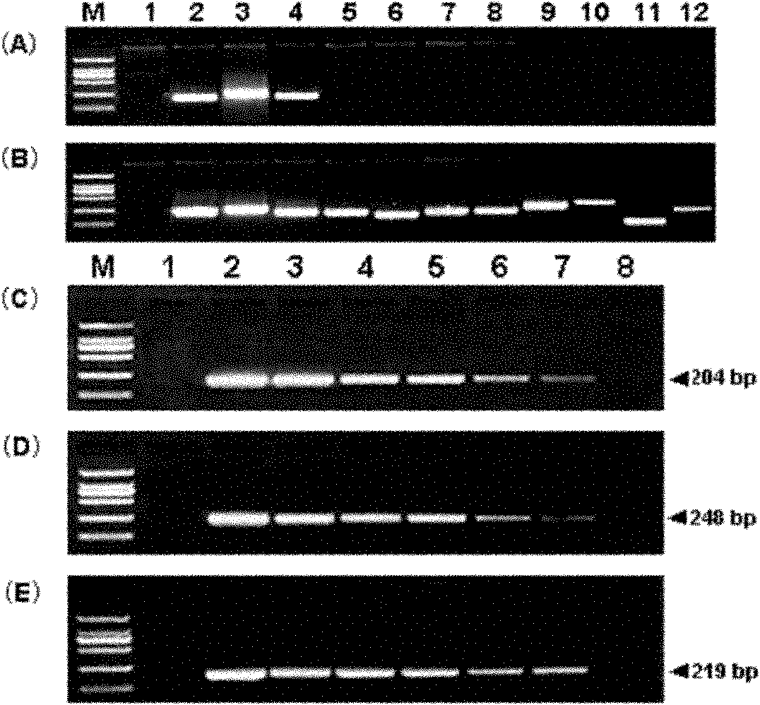 Reference molecule for specifically detecting genetically modified rapeseed RT73 and application of reference molecule