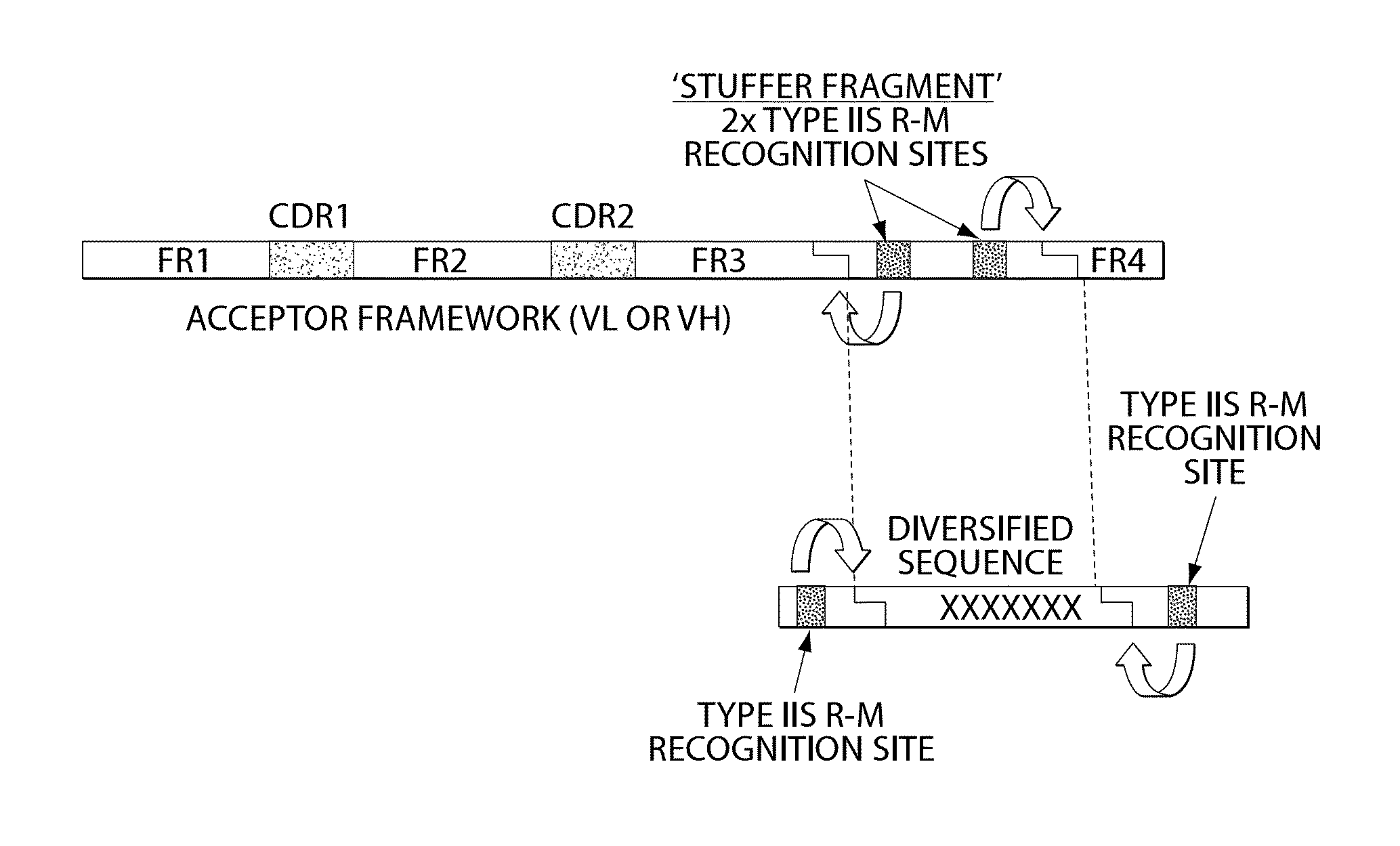 Synthetic polypeptide libraries and methods for generating naturally diversified polypeptide variants