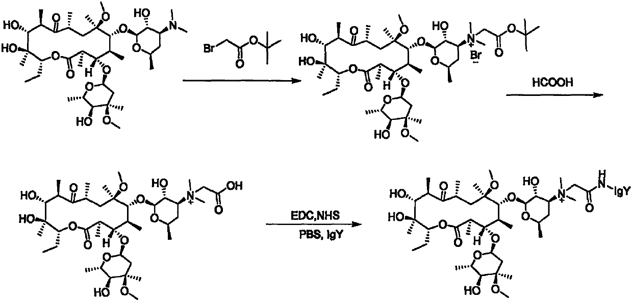 Chicken IgY bifunctional antibody for treating helicobacter pylori