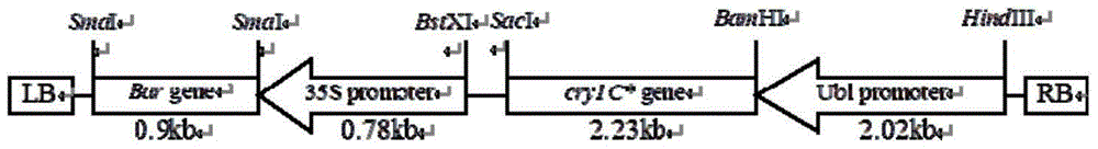 Method for cultivating insect-resistant transgenic rice T1c-19