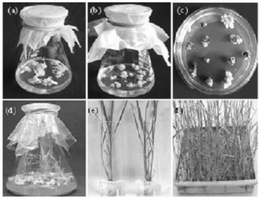 Method for cultivating insect-resistant transgenic rice T1c-19