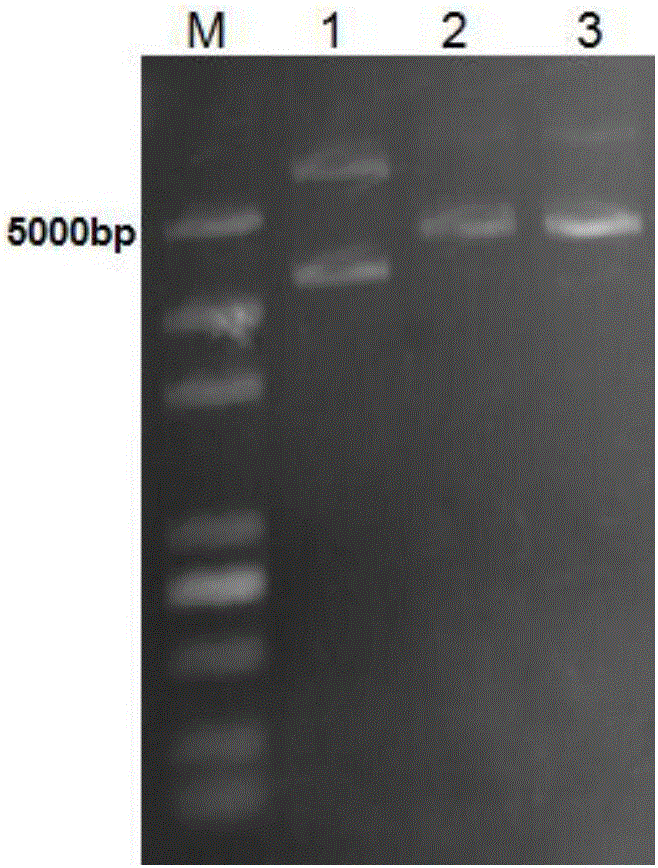 Engineering strain construction method for improving activity of heparinase I