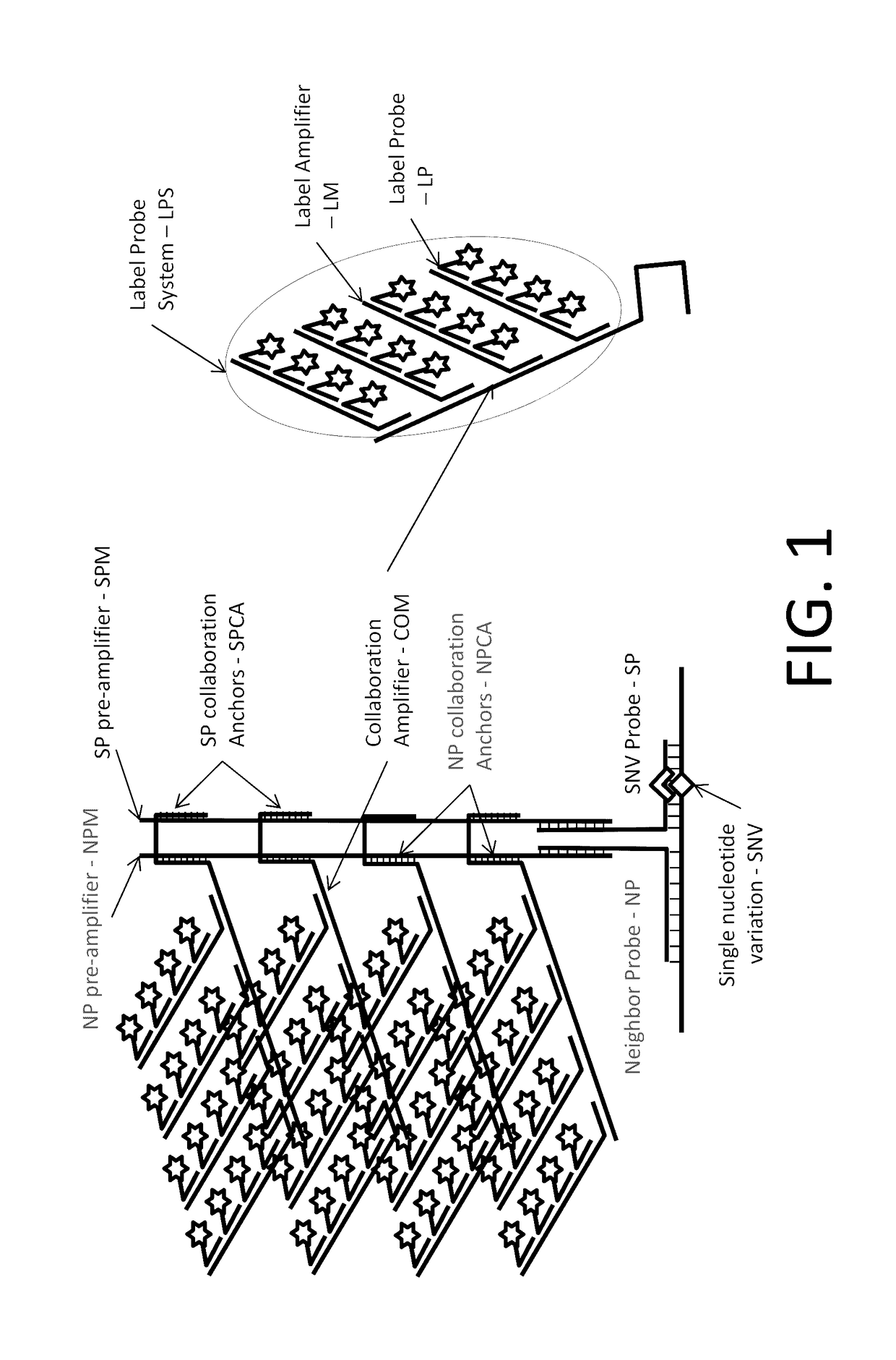 In situ detection of nucleotide variants in high noise samples, and compositions and methods related thereto