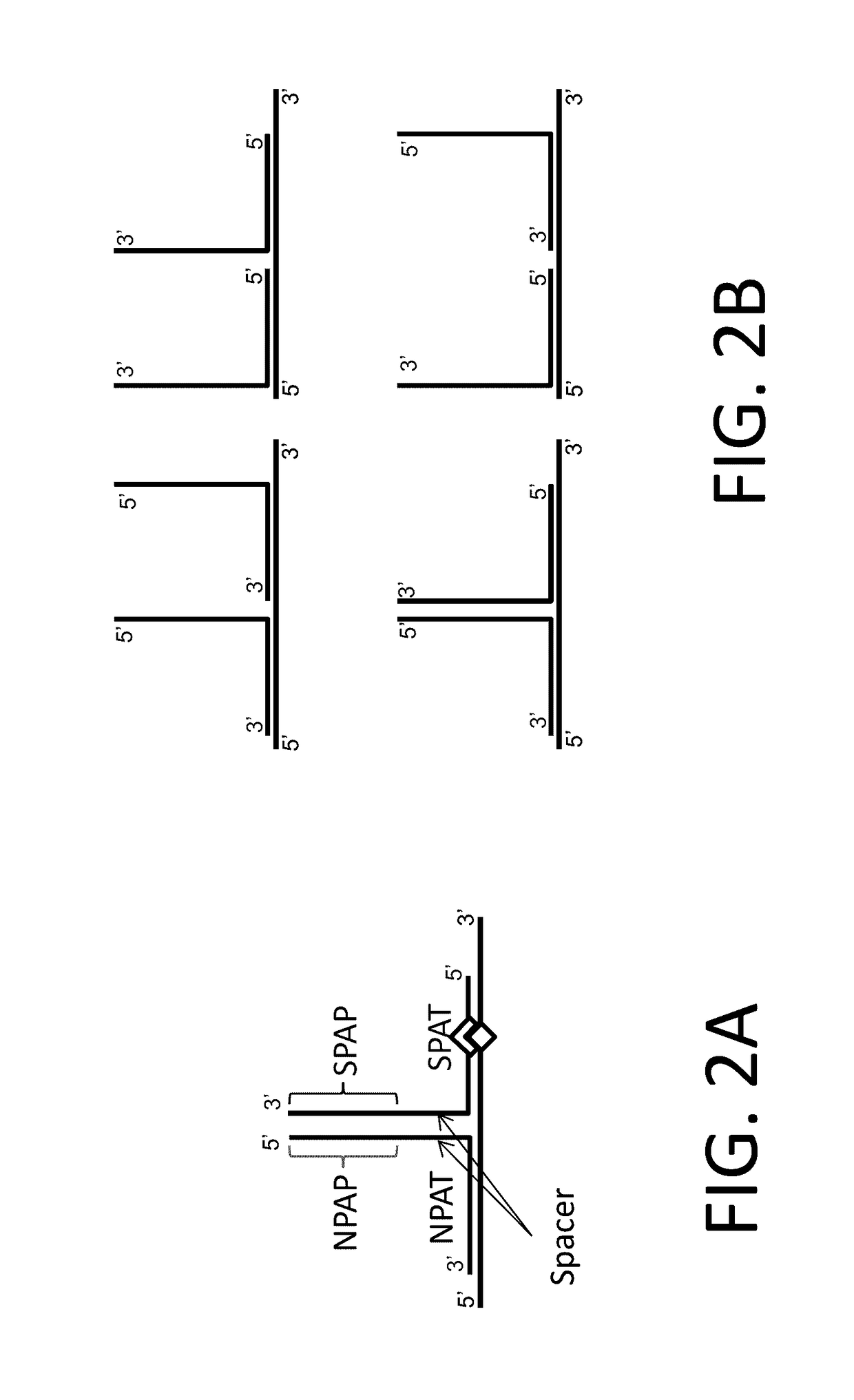 In situ detection of nucleotide variants in high noise samples, and compositions and methods related thereto