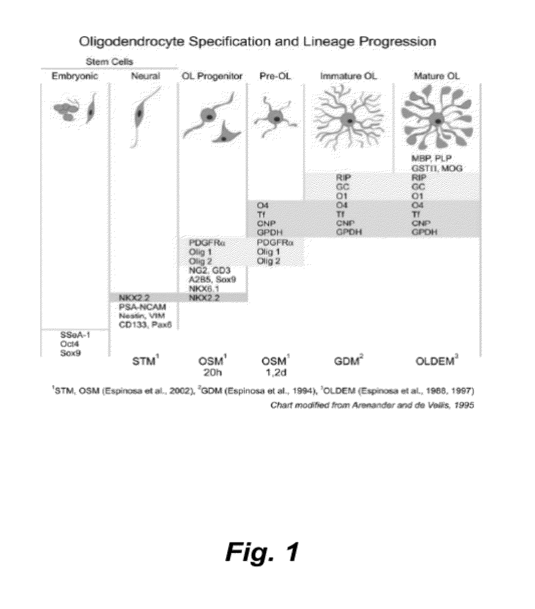 Culture system for stem cell propagation and neural and oligodendrocyte specification