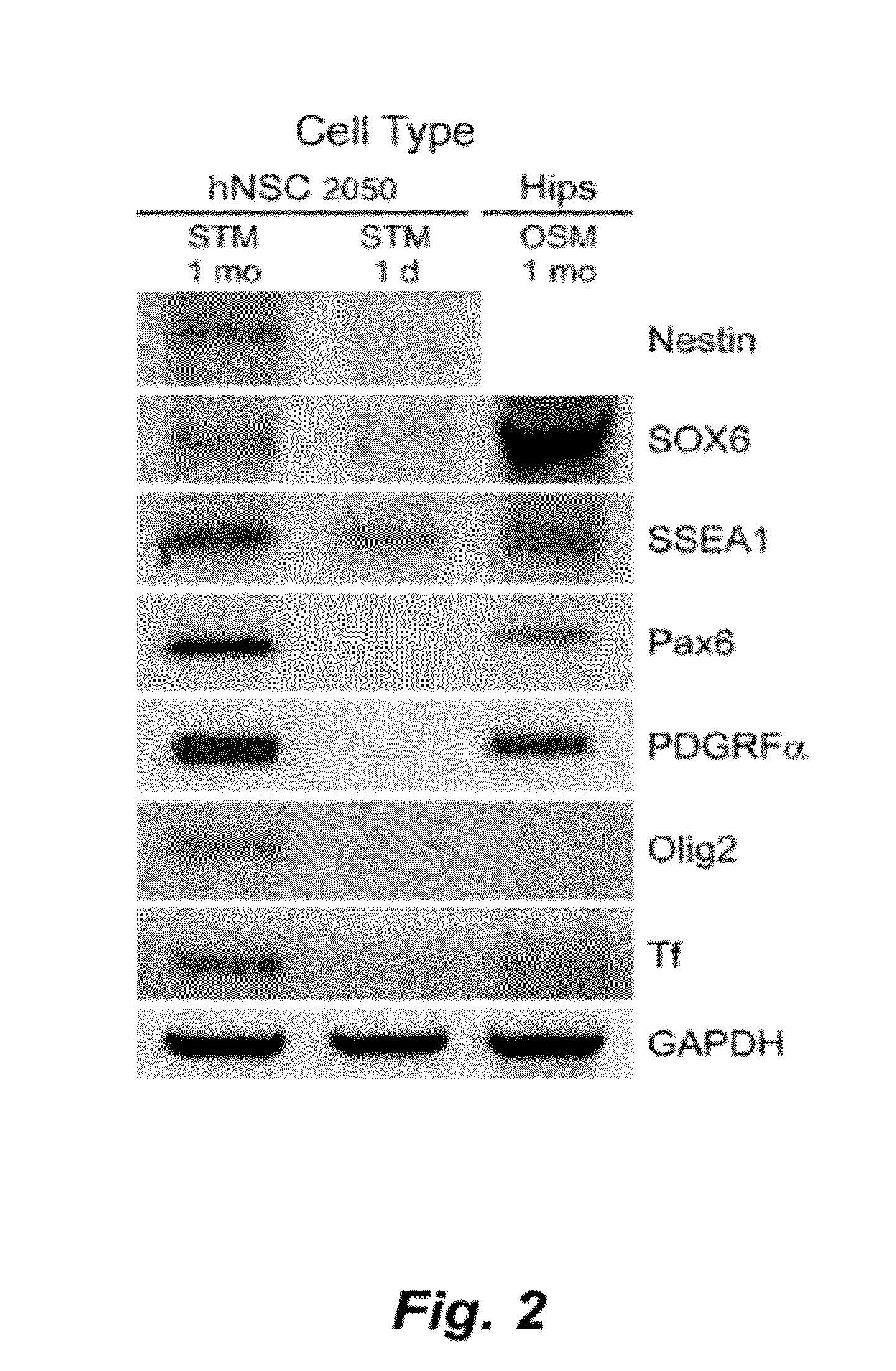 Culture system for stem cell propagation and neural and oligodendrocyte specification