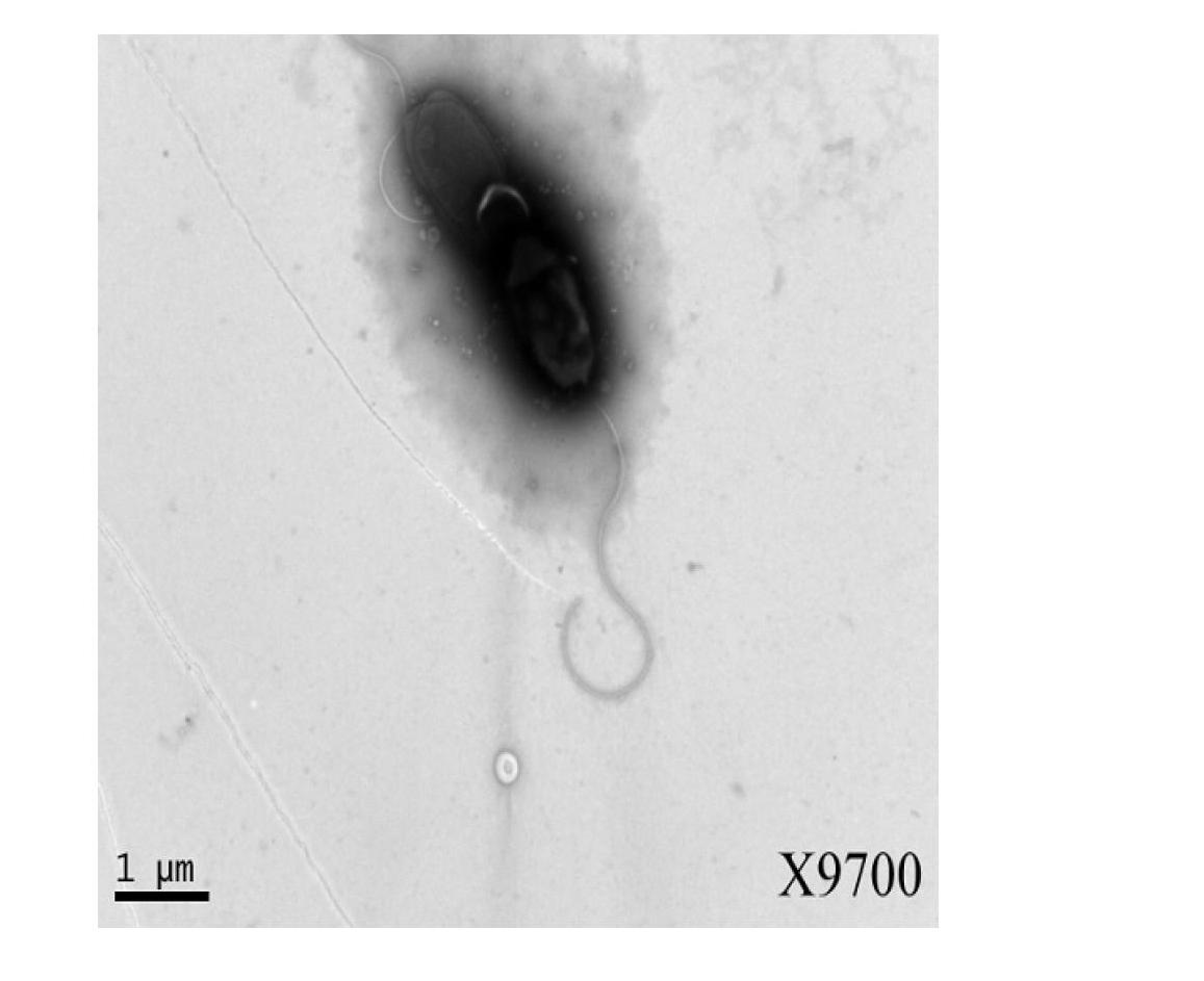 Vibrio parahaemolyticus flagellin monoclonal antibody and antigen capture ELISA (enzyme-linked immunosorbent assay) kit